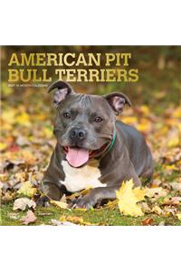 American Pit Bull Terriers 2021 Square Foil