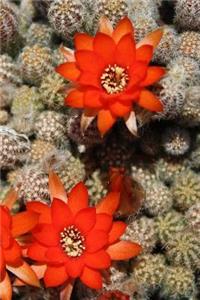 Flowering Cactus Notebook