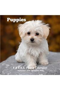 Puppies 8.5 X 8.5 Calendar September 2019 -December 2020