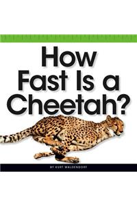 How Fast Is a Cheetah?