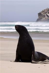 A New Zealand Sea Lion Phocarctos hookeri Animal Journal