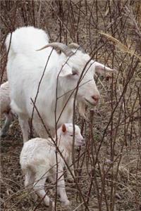 Pretty White Mama Goat and her Baby Kid Journal