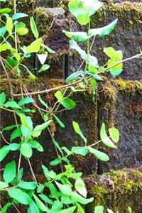 Springtime Journal Vines Brick Wall