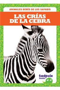 Las Crías de la Cebra (Zebra Foals)