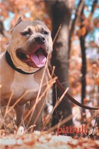 pitbull