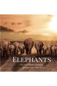 Elephants 8.5 X 8.5 Photo Calendar January 2020 - June 2021