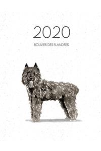 2020 Bouvier Des Flandres