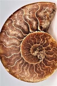 Blank Journal - Fibonacci Ammonite Shell