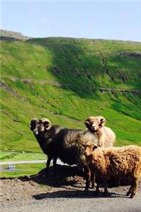 Sheep on the Faroe Islands Journal