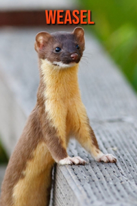 Weasel