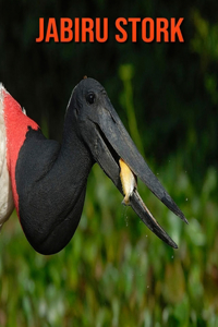 Jabiru Stork