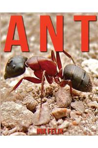 Ant