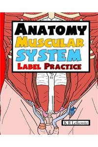 Anatomy Muscular System Label Practice