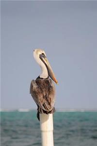 Pelican in Belize Journal