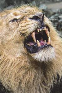 Lion - King of the Jungle Journal