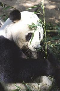 The Giant Panda Journal