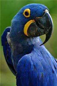 Blue Hyacinth Macaw Anodorhynchus hyacinthinus Bird Journal