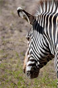 Cool Zebra Portrait Art Photography Journal