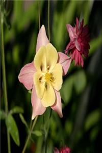 Floral Journal Columbine Star Shaped Leaves