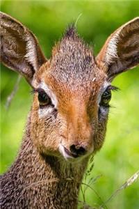 So Cute Dik Dik Antelope Portrait Africa Journal