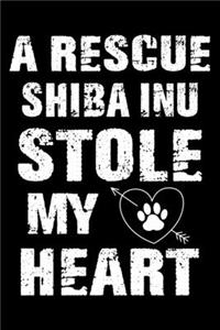 A Rescue Shiba Inu Stole My Heart