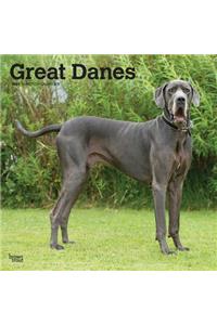 Great Danes International Edition 2020 Square Btuk