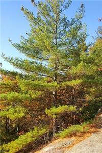 Journal Evergreen Mountain Ledge