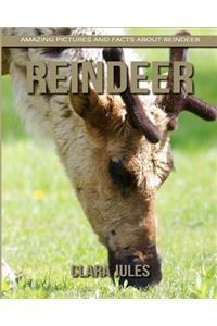 Reindeer