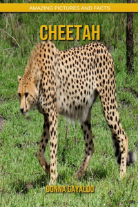 Cheetah
