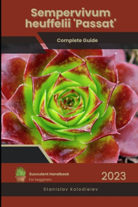 Sempervivum heuffelii 'Passat'