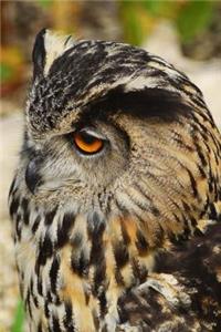Eurasian Eagle Owl Portrait Journal