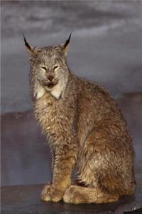 Journal Pretty Lynx Wildcat