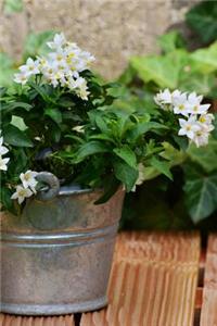 Jasmine Flowers in a Pot Solanum Jasminoides Journal: Take Notes, Write Down Memories in this 150 Page Lined Journal