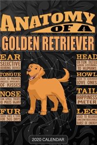 Anatomy Of A Golden Retriever