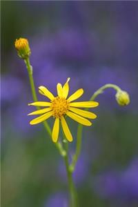 Ragwort (Jacobaea vulgaris) Flower Journal