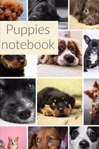 Puppies
