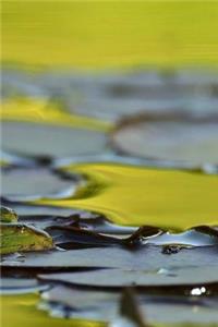 Frog Notebook