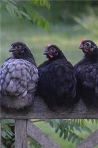 Chickens Notebook