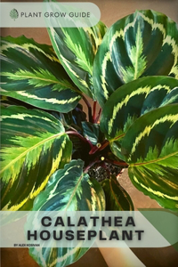 Calathea Houseplant