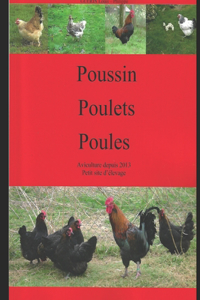 Poussin Poulet Poule