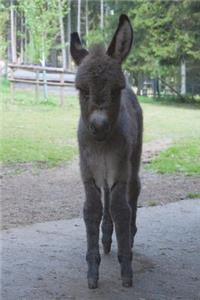 The Baby Donkey Journal