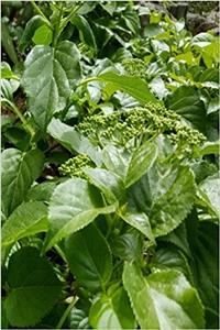Journal Lush Growing Greens