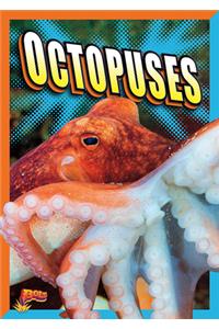 Octopuses