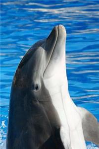 The Bottlenose Dolphin Journal
