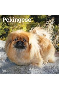 Pekingese 2021 Square