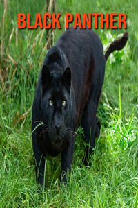 Black Panther