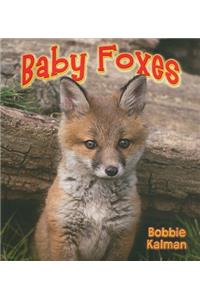 Baby Foxes