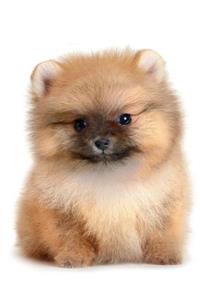Pomeranian Notebook & Journal. Productivity Work Planner & Idea Notepad: Brainstorm Thoughts, Self Discovery, to Do List