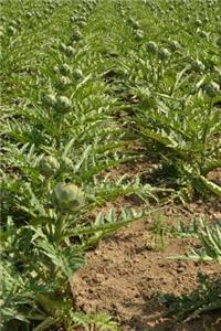 Artichoke Field Journal