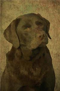 Chocolate Lab
